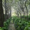 The history and future of agroforestry
